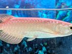 Green Arowana