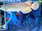 Green Arowana
