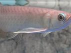 Green Arowana
