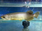 Green Arowana Fish