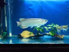 Green Arowana