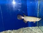 Arowana Fish