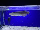 Green Arowana Fish