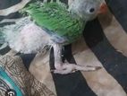 Green Baby Parrot