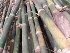 Green Bamboo Sticks ( Moonkil)