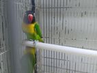 African Love Birds