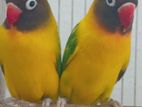 African Love Birds