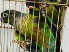 Green Cheek Breeding Pair