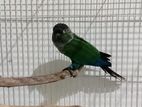 Green Cheek Conure Bird