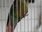 Green Cheek Conure female