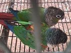 Green Cheek Conure Bird