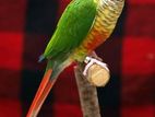 Green Cheeked and Pine Apple Conures