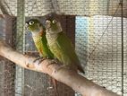 green cheeked conure