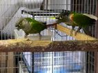 Green-Cheeked Conures