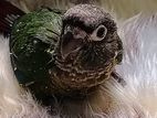 Green Chick Conure Chicks