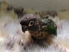 Green Chick Conure