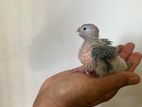 Green Conure Chicks