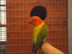 Green euwing opaline male