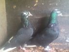 Green Eye Pigeons