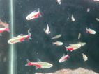 Green Fire Tetra