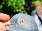 Pigeons