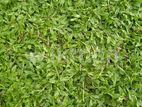 Green Grass