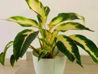 Dieffenbachia Plant