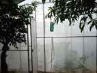 Green House