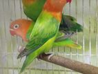 Green Opaline African