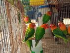 Green Opaline Birds