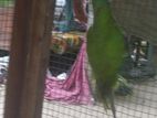 Green Parrot