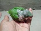 Green Parrot Baby Birds