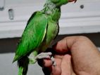 Green Parrot Baby