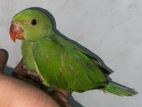 Green Parrot Chicks