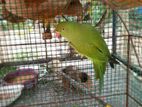Green Parrot