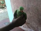 Green Parrot Chick