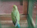 Green Parrot