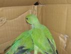 Green Parrot
