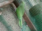 Green Parrot