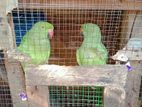 Green Parrot