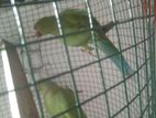 Green Parrot
