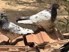 Green pigeons