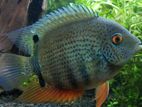 Green Severums