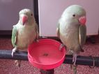 Green Tamed Parrot