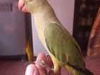Green Tamed Parrot