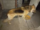 German Shepherd Dog