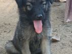 German Sheperd Puppy