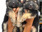 Greman shepherd long cort puppy