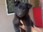 Greman Shepherd Puppy