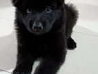 German Shepherd Puppy